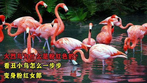 粉色的火烈鸟在线观看,在线观赏火烈鸟的浪漫奇遇