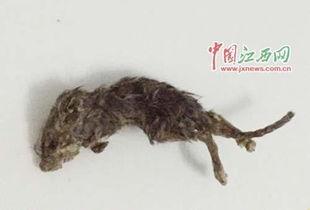 巨型老鼠爆料视频,揭秘视频背后的惊人真相 第3张 巨型老鼠爆料视频,揭秘视频背后的惊人真相 第3张
