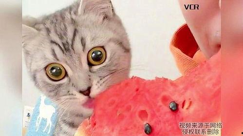 猫咪免费在线吃瓜,免费在线享受萌宠欢乐时光