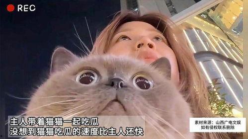 猫咪免费在线吃瓜,免费在线享受萌宠欢乐时光  第2张