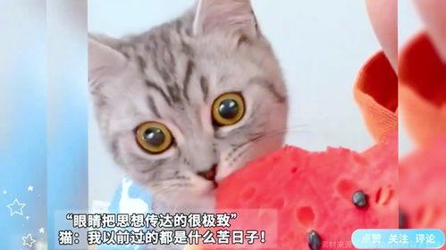 猫咪免费在线吃瓜,免费在线享受萌宠欢乐时光  第3张