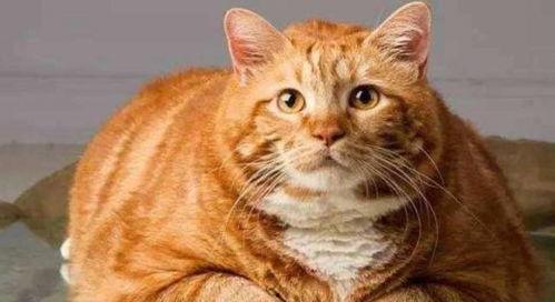 娱乐吃瓜酱橘猫,娱乐界的“喵星人” 第1张 娱乐吃瓜酱橘猫,娱乐界的“喵星人” 第1张