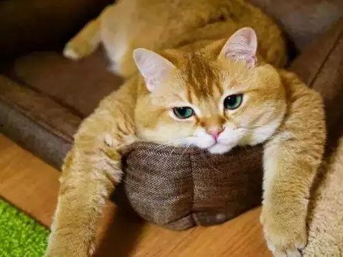 娱乐吃瓜酱橘猫,娱乐界的“喵星人” 第2张 娱乐吃瓜酱橘猫,娱乐界的“喵星人” 第2张