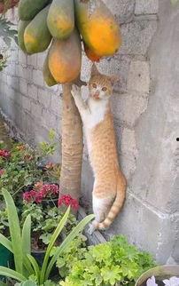 娱乐吃瓜酱橘猫,娱乐界的“喵星人” 第3张 娱乐吃瓜酱橘猫,娱乐界的“喵星人” 第3张